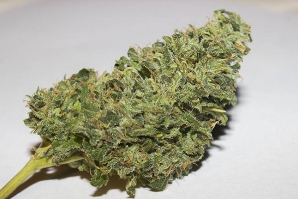Bubblegum (Zamnesia Seeds) feminized Bubblegum (Zamnesia Seeds) feminized