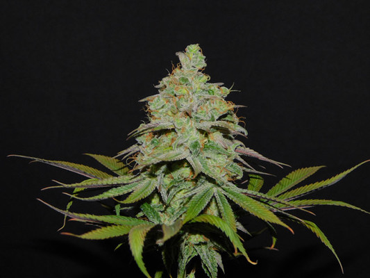 Tangie Ghost Train (Little Chief Collabs) feminized