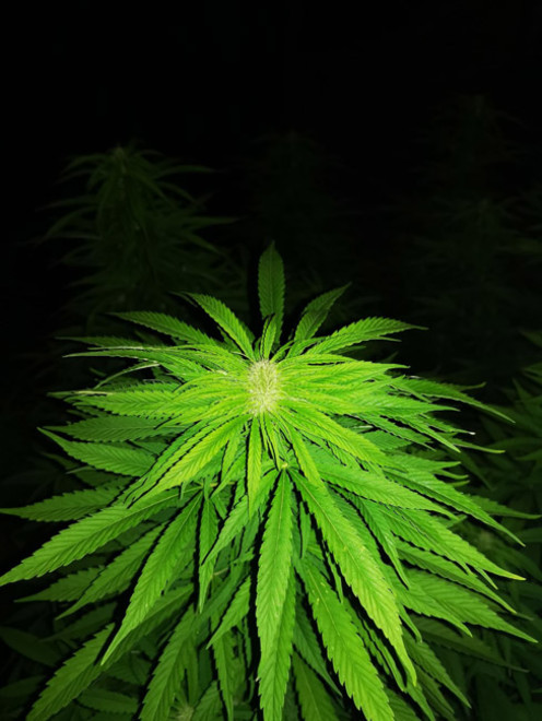 Cash Express (Zamnesia Seeds) feminized Cash Express (Zamnesia Seeds) feminized