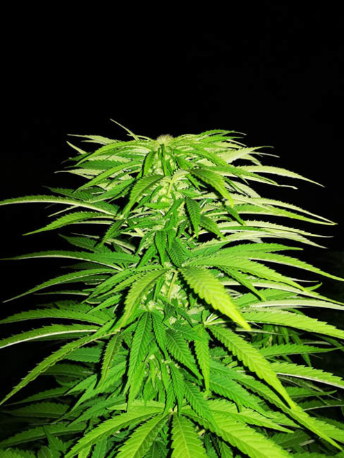 Cash Express (Zamnesia Seeds) feminized Cash Express (Zamnesia Seeds) feminized