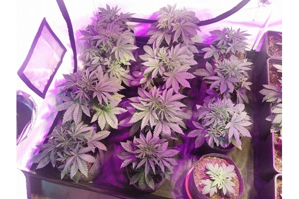 GG#4 (Zamnesia Seeds) feminized GG#4 (Zamnesia Seeds) feminized