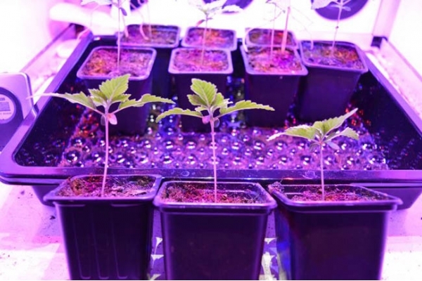 GG#4 (Zamnesia Seeds) feminized GG#4 (Zamnesia Seeds) feminized