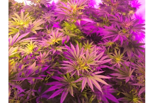 GG#4 (Zamnesia Seeds) feminized GG#4 (Zamnesia Seeds) feminized