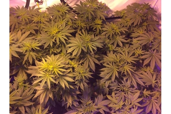 GG#4 (Zamnesia Seeds) feminized GG#4 (Zamnesia Seeds) feminized