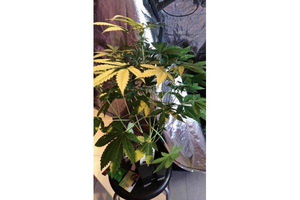 GG#4 (Zamnesia Seeds) feminized GG#4 (Zamnesia Seeds) feminized