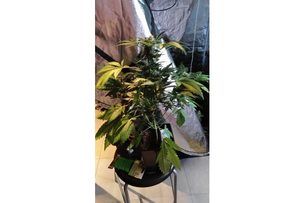 GG#4 (Zamnesia Seeds) feminized GG#4 (Zamnesia Seeds) feminized