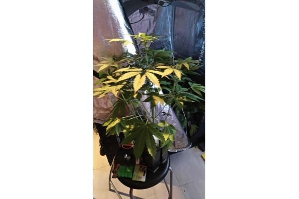 GG#4 (Zamnesia Seeds) feminized GG#4 (Zamnesia Seeds) feminized