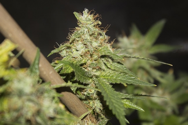 GG#4 (Zamnesia Seeds) feminized GG#4 (Zamnesia Seeds) feminized