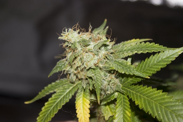 GG#4 (Zamnesia Seeds) feminized GG#4 (Zamnesia Seeds) feminized