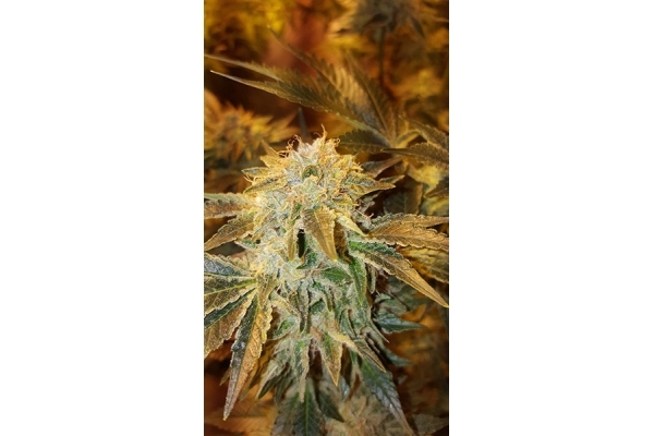 GG#4 (Zamnesia Seeds) feminized GG#4 (Zamnesia Seeds) feminized