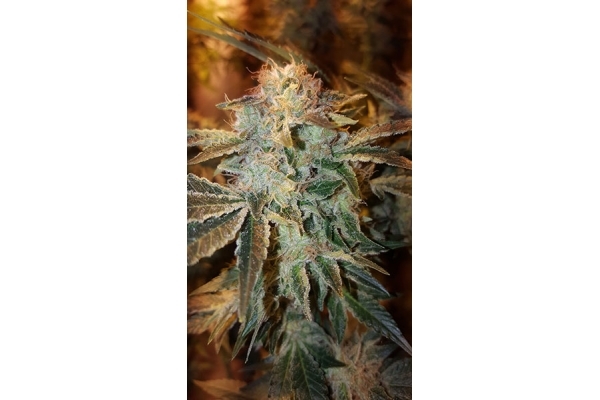 GG#4 (Zamnesia Seeds) feminized GG#4 (Zamnesia Seeds) feminized