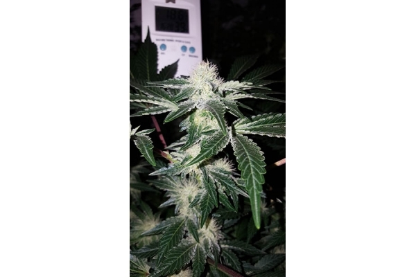 GG#4 (Zamnesia Seeds) feminized GG#4 (Zamnesia Seeds) feminized