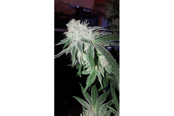 GG#4 (Zamnesia Seeds) feminized GG#4 (Zamnesia Seeds) feminized