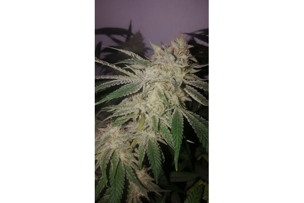 GG#4 (Zamnesia Seeds) feminized GG#4 (Zamnesia Seeds) feminized