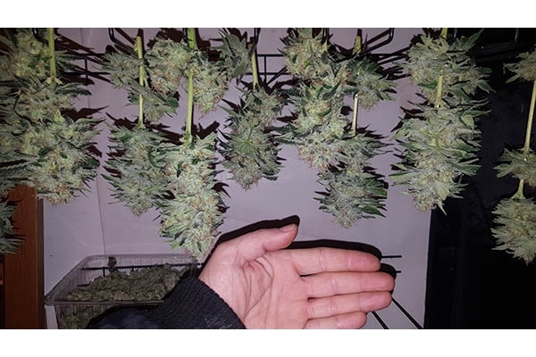 GG#4 (Zamnesia Seeds) feminized GG#4 (Zamnesia Seeds) feminized