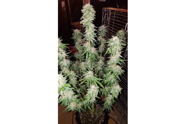 GG#4 (Zamnesia Seeds) feminized GG#4 (Zamnesia Seeds) feminized