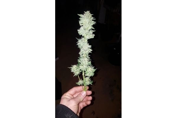 GG#4 (Zamnesia Seeds) feminized GG#4 (Zamnesia Seeds) feminized