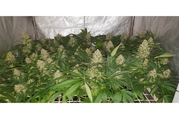 GG#4 (Zamnesia Seeds) feminized GG#4 (Zamnesia Seeds) feminized