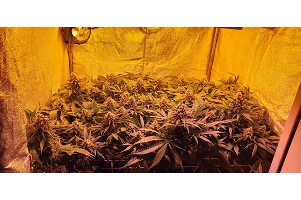GG#4 (Zamnesia Seeds) feminized GG#4 (Zamnesia Seeds) feminized