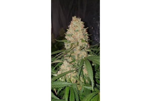 GG#4 (Zamnesia Seeds) feminized GG#4 (Zamnesia Seeds) feminized