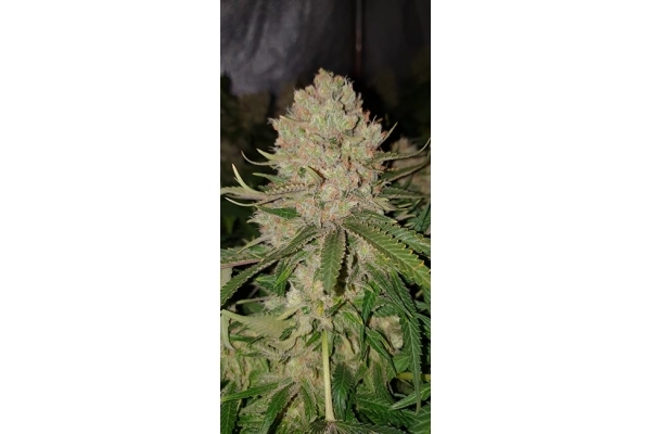 GG#4 (Zamnesia Seeds) feminized GG#4 (Zamnesia Seeds) feminized