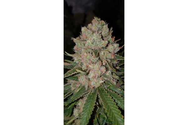 GG#4 (Zamnesia Seeds) feminized GG#4 (Zamnesia Seeds) feminized