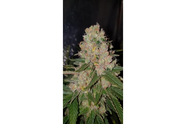 GG#4 (Zamnesia Seeds) feminized GG#4 (Zamnesia Seeds) feminized