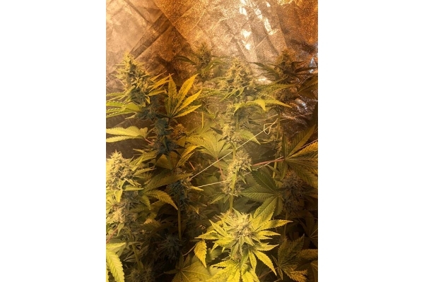 GG#4 (Zamnesia Seeds) feminized GG#4 (Zamnesia Seeds) feminized
