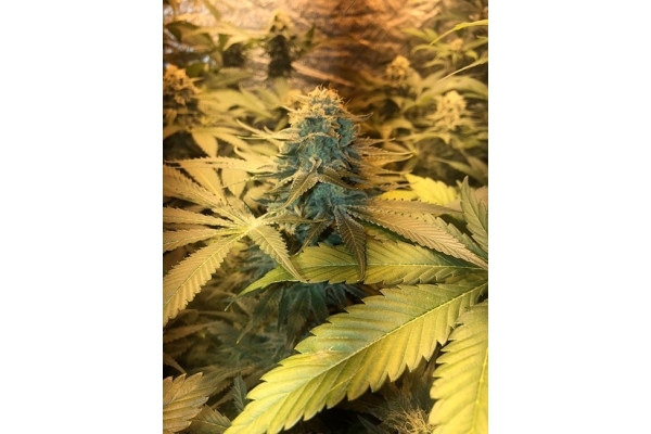 GG#4 (Zamnesia Seeds) feminized GG#4 (Zamnesia Seeds) feminized