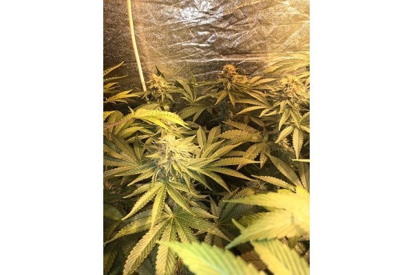 GG#4 (Zamnesia Seeds) feminized GG#4 (Zamnesia Seeds) feminized
