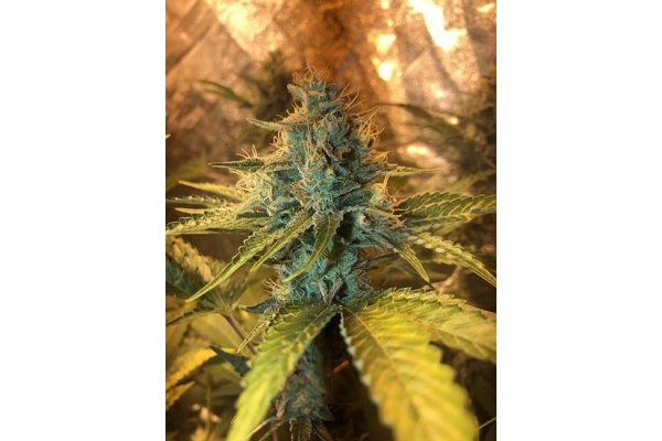 GG#4 (Zamnesia Seeds) feminized GG#4 (Zamnesia Seeds) feminized