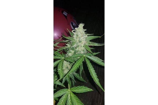 GG#4 (Zamnesia Seeds) feminized GG#4 (Zamnesia Seeds) feminized