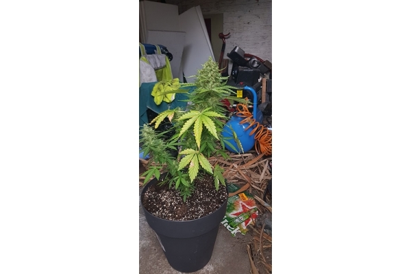 GG#4 (Zamnesia Seeds) feminized GG#4 (Zamnesia Seeds) feminized