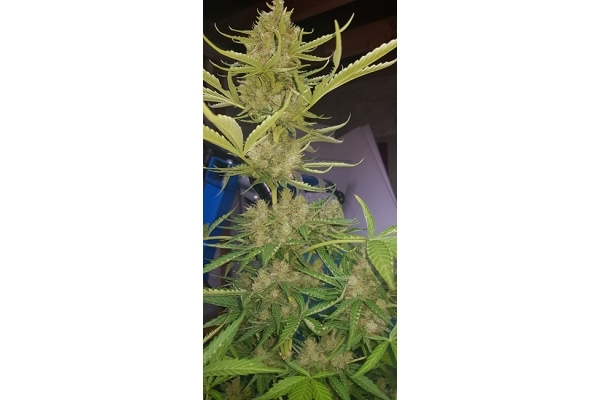 GG#4 (Zamnesia Seeds) feminized GG#4 (Zamnesia Seeds) feminized