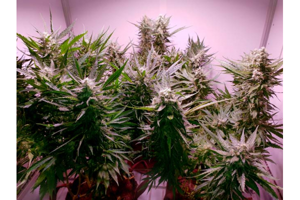 GG#4 (Zamnesia Seeds) feminized GG#4 (Zamnesia Seeds) feminized