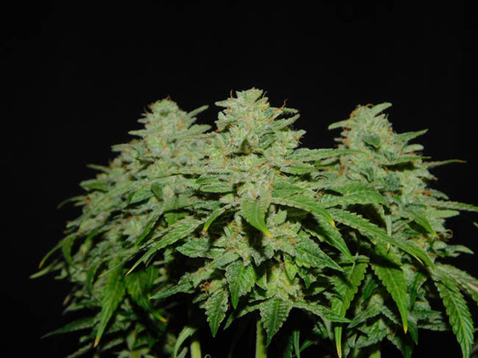 Tangerine G13 (Amsterdam Genetics) feminized Tangerine G13 (Amsterdam Genetics) feminized