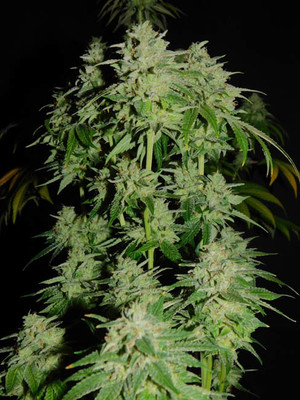 Tangerine G13 (Amsterdam Genetics) feminized Tangerine G13 (Amsterdam Genetics) feminized