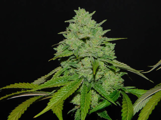 Tangerine G13 (Amsterdam Genetics) feminized Tangerine G13 (Amsterdam Genetics) feminized