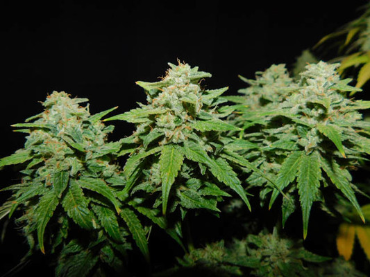 Tangerine G13 (Amsterdam Genetics) feminized Tangerine G13 (Amsterdam Genetics) feminized