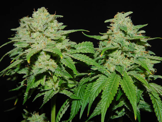 Tangerine G13 (Amsterdam Genetics) feminized Tangerine G13 (Amsterdam Genetics) feminized