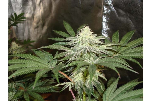 Girl Scout Cookies (Zamnesia Seeds) Feminized