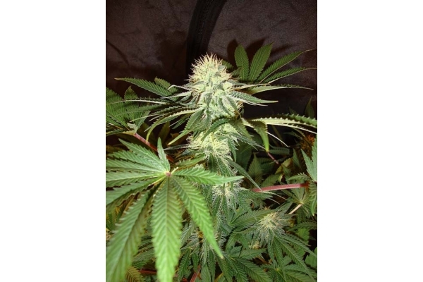 Girl Scout Cookies (Zamnesia Seeds) Feminized