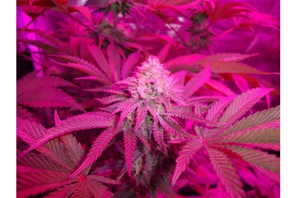 Girl Scout Cookies (Zamnesia Seeds) Feminized