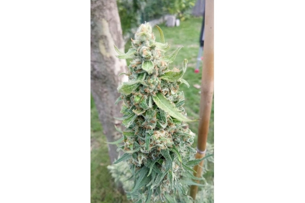 Girl Scout Cookies (Zamnesia Seeds) Feminized