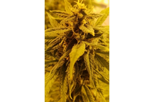 Girl Scout Cookies (Zamnesia Seeds) Feminized