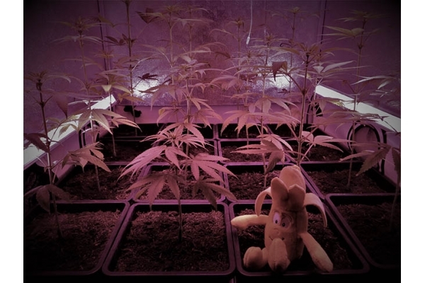 Banana (Zamnesia Seeds) Feminized