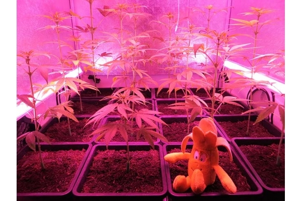 Banana (Zamnesia Seeds) Feminized