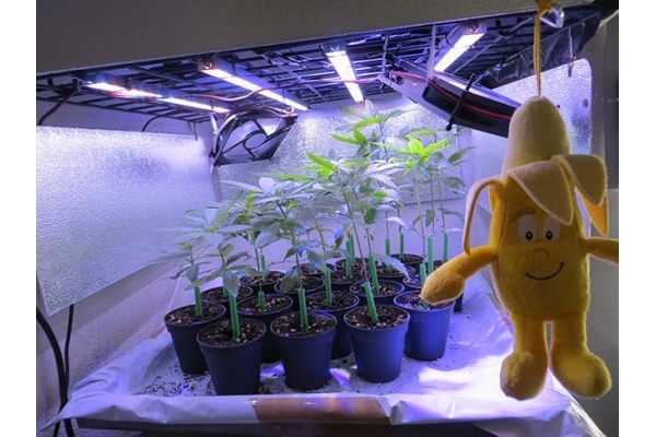 Banana (Zamnesia Seeds) Feminized