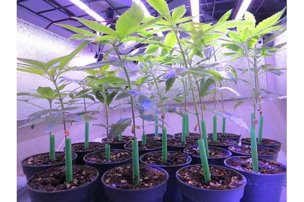 Banana (Zamnesia Seeds) Feminized