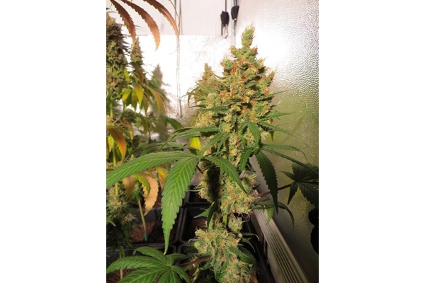 Banana (Zamnesia Seeds) Feminized